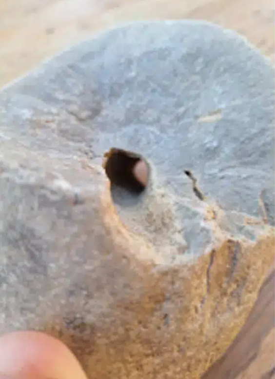 Vật thể có một cái lỗ bất thường, như thể ai đó, từ rất lâu trước đây, đã cẩn thận khoét nó ra. Ảnh: @Bảo tàng Khảo cổ học Thành phố Piacenza.