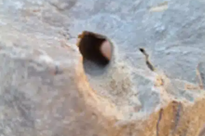 Việc nghiên cứu chuyên sâu một vật thể đơn giản nhưng phi thường, sẽ giúp các chuyên gia hiểu rõ hơn về một trong những hoạt động lâu đời nhất của loài người tiền sử: đó là sản xuất hàng dệt. Ảnh: @Bảo tàng Khảo cổ học Thành phố Piacenza.