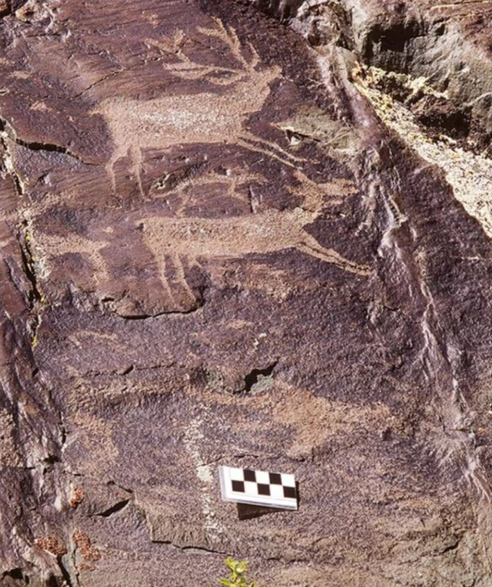 Trong những bức tranh này miêu tả nai sừng tấm thời kỳ đầu ở vùng Altai. Ảnh: @Tạp chí Khảo cổ học Cambridge.