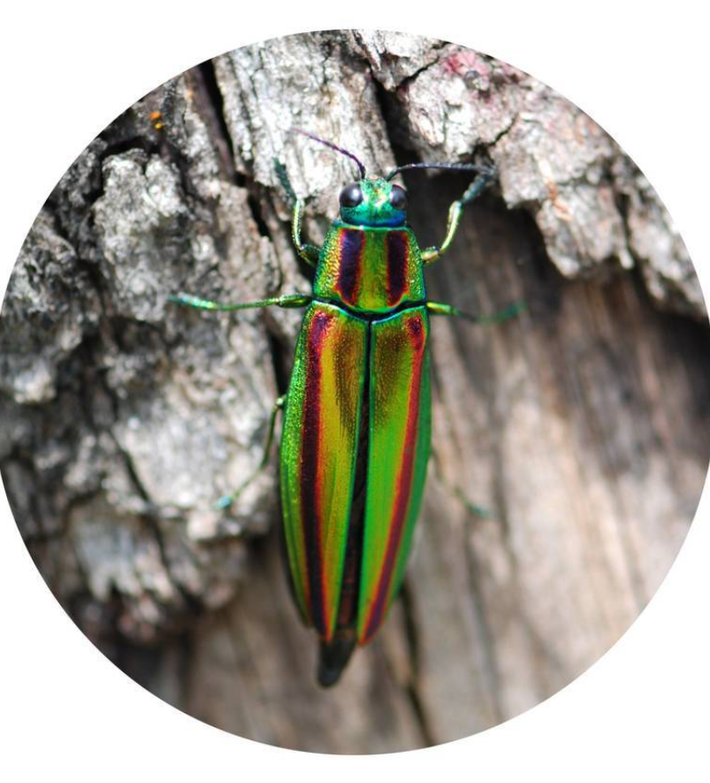 Vào thời Vương quốc Silla, cánh bọ cánh cứng quý giá được coi là có giá trị do màu xanh ngọc lục bảo của chúng. Ảnh: @Cơ quan Di sản Hàn Quốc.