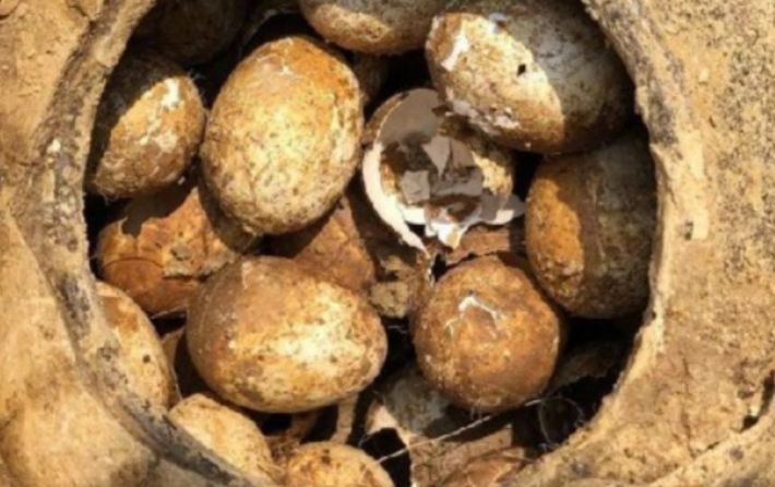 Lòng trắng và lòng đỏ trứng có thể đã bị hỏng, nhưng các chuyên gia hy vọng rằng, với những tiến bộ công nghệ, họ có thể lấy lại được các mô DNA cổ trong các quả trứng. Ảnh: @Viện Khảo cổ học Bảo tàng Nam Kinh.