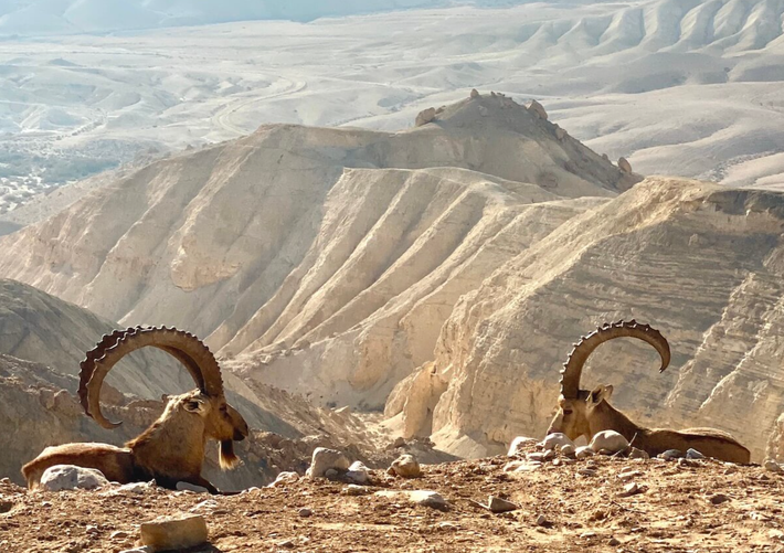 Chuyên gia Shahar Zur, giám đốc Đơn vị Khai quật trực thuộc Cơ quan Cổ vật Israel lưu ý rằng, việc phát hiện ra nhà thờ Hồi giáo và khu định cư gần đó đã đóng góp to lớn cho công tác nghiên cứu và tìm hiểu về cấu trúc của đất nước Israel trong thời kỳ cổ xưa. Ảnh: @Cơ quan Cổ vật Israel.