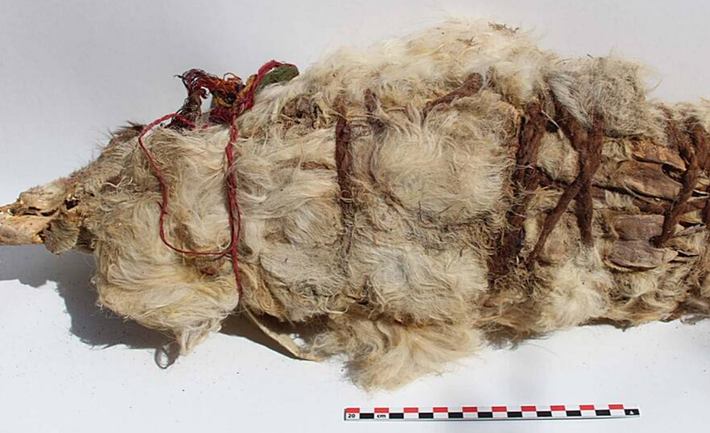 Bộ lông trên hài cốt lạc đà không bướu đã vón cục lại nhưng vẫn trông khá mềm mại. Điều này cho thấy chúng được bảo quản tốt như thế nào nhờ quá trình ướp xác tự nhiên của người Inca. Ảnh: @Đại học Calgary.