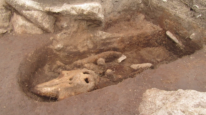 Nó được chôn cất chỉnh tề chu đáo y như người, trong ngôi mộ cổ có niên đại từ Thời Trung Cổ. Ảnh: @Bảo tàng Quốc gia Anh.