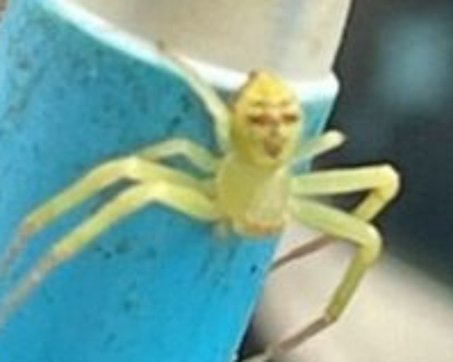 Trước sự lan truyền chóng mặt của bức ảnh, các chuyên gia côn trùng học đã vào cuộc. Họ nhanh chóng xác định được danh tính thực sự của sinh vật này. Đây không phải là một loài đột biến hay một sinh vật ngoài hành tinh, mà là một thành viên của họ Nhện Cua (Crab Spider), cụ thể là thuộc chi Misumenini.