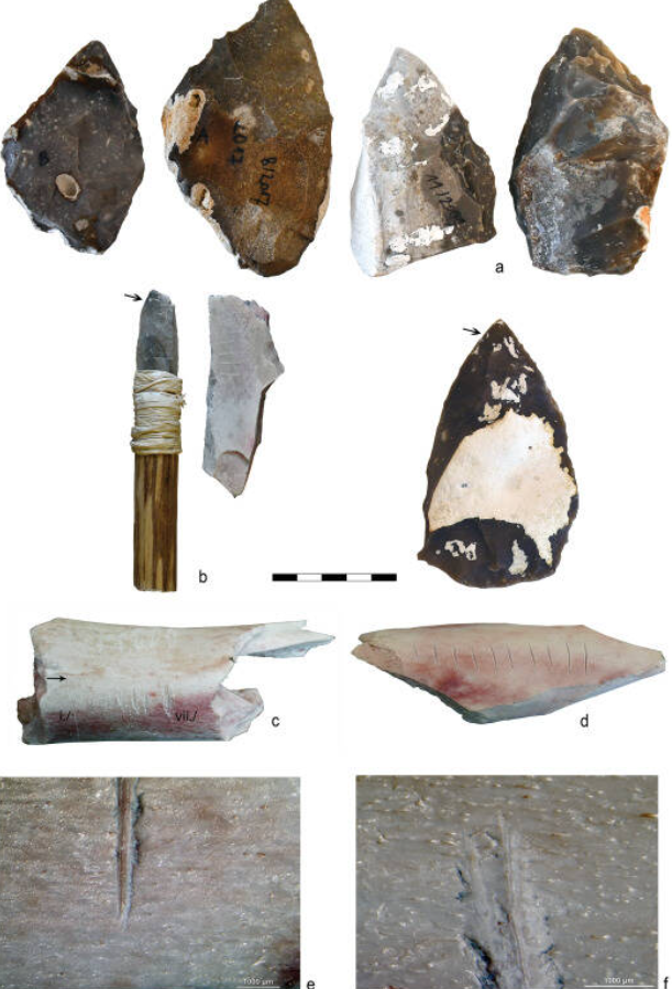 Bằng cách nghiên cứu những bộ xương như thế này, các chuyên gia có thể bắt đầu làm sáng tỏ những câu hỏi đã tồn tại từ lâu về sự phát triển nhận thức của con người. Sự nhất quán được tìm thấy trong các dấu vết trên xương gấu cổ đại cho thấy khả năng nhận thức của người Neanderthal có thể tiên tiến hơn so với suy nghĩ trước đây. Và nghệ thuật thời tiền sử không chỉ đơn thuần là những hình vẽ nguệch ngoạc. Ảnh: @T. Gąsior, Płonka và cộng sự.