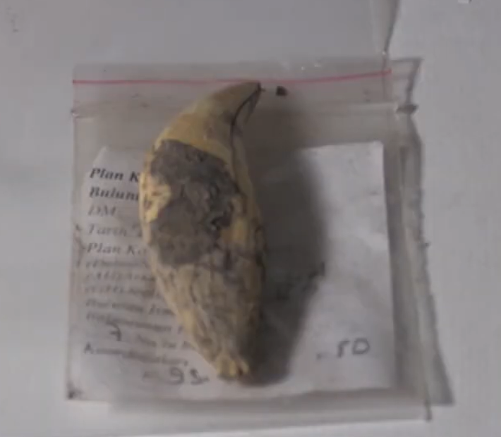 Việc gấu là một loài động vật to lớn, oai vệ, và việc người dân bản địa mang hình ảnh và biểu tượng sức mạnh của nó vào không gian cúng tế tín ngưỡng của mình, chắc hẳn làm điều này đã khiến họ cảm thấy mạnh mẽ và được bảo vệ hơn. Ảnh: @Đại học Ankara Hacı Bayram Veli.