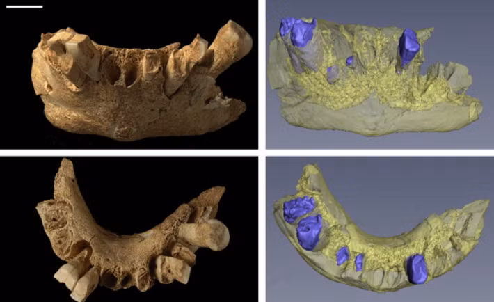 Việc tìm thấy phát hiện này thách thức các lý thuyết đã được thiết lập trước đây về thời điểm tổ tiên loài người lần đầu tiên đến Tây Âu. Ảnh: @Trung tâm Nghiên cứu Quốc gia về Tiến hóa Loài người.