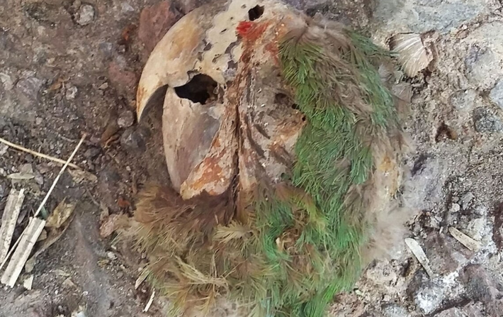 Theo một tuyên bố từ Viện Nhân chủng học và Lịch sử Quốc gia Mexico, đây có thể là xác ướp vẹt cổ nhất được biết đến trên thế giới, lâu đời hơn 800 năm so với khoảng 670 hài cốt vẹt được tìm thấy trong biên giới Hoa Kỳ và Mexico.