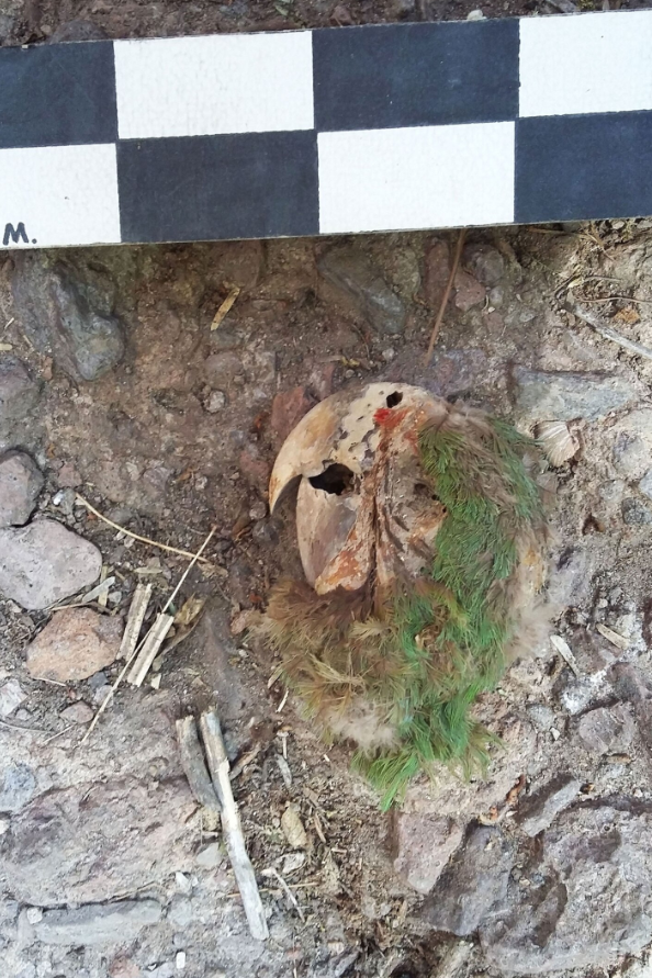 Rõ ràng, con vẹt đã được ướp xác kỹ càng, phần lông xanh lá cây trên đầu là bằng chứng minh chứng rõ nét nhất. Ảnh: @Viện Nhân chủng học và Lịch sử Quốc gia Mexico.