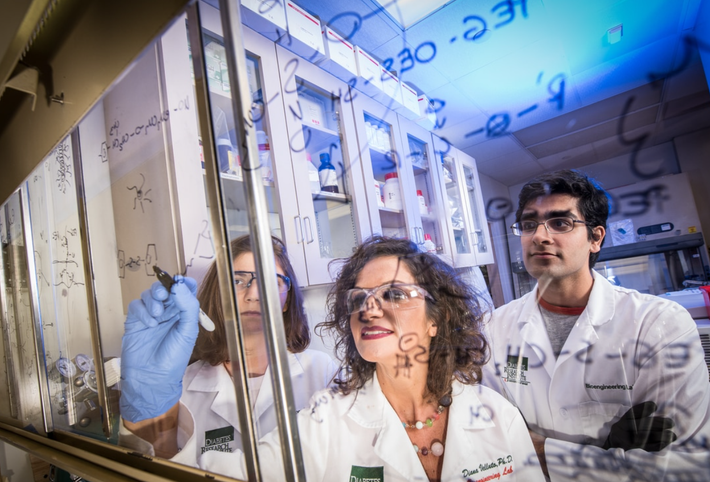 Khi ngày càng có nhiều loài gần tuyệt chủng, các nhà khoa học đã thu thập các mẫu sinh học khác nhau từ động vật, thực vật và các sinh vật khác, rồi lưu trữ chúng trong các kho lưu trữ sinh học trên toàn cầu. Ảnh: @Islet Immunoengineering Lab.