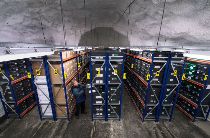 Nhưng vào năm 2017, lớp băng vĩnh cửu tan chảy đã làm ngập kho và khiến những hạt giống quý giá của kho gặp nguy hiểm. Các nhà nghiên cứu cho biết, sự kiện đó và những sự kiện tương tự trong tương lai nhấn mạnh nhu cầu về một kế hoạch dự phòng tối ưu hơn. Ảnh: @ National Geographic.