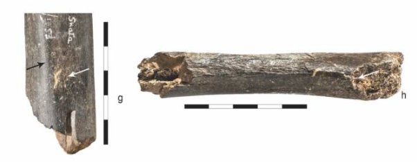 Họ phát hiện ra rằng, xương được khắc bằng một công cụ đá được mài lại, và các vết khắc được tạo ra trong một lần duy nhất bởi một người thuận tay phải, bằng cách sử dụng các chuyển động lặp đi lặp lại theo một hướng của cạnh cắt của công cụ. Ảnh: @T. Gąsior, Płonka và cộng sự.