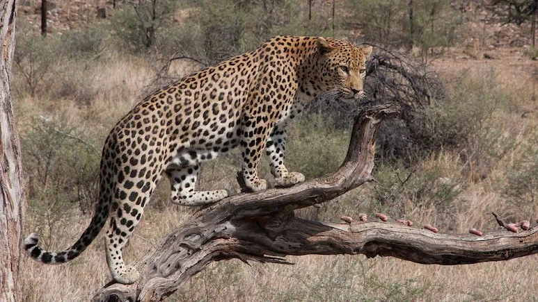 Người đàn ông thiệt mạng vì báo tấn công