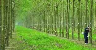 DPR: Giá cao su đạt mức cao nhất trong 2 năm, cổ phiếu được khuyến nghị khả quan DPR: Gia cao su dat muc cao nhat trong 2 nam, co phieu duoc khuyen nghi kha quan