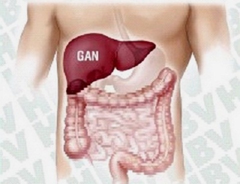 Gan là một trong những bộ phận quan trọng nhất trong cơ thể, với nhiệm vụ lọc các chất dinh dưỡng và loại bỏ các chất thải. Gan là một trong những bộ phận quan trọng nhất trong cơ thể, với nhiệm vụ lọc các chất dinh dưỡng và loại bỏ các chất thải.