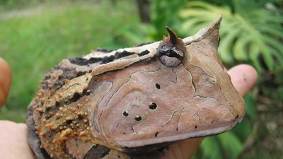 Soi loài ếch sừng Surinam hung hãn, kỳ lạ trong rừng mưa Nam Mỹ