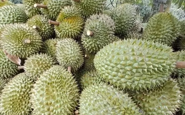 sau-rieng-1.jpg