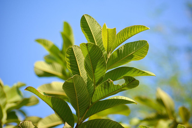 La oi co tac dung cuc tot cho suc khoe it nguoi biet-Hinh-4