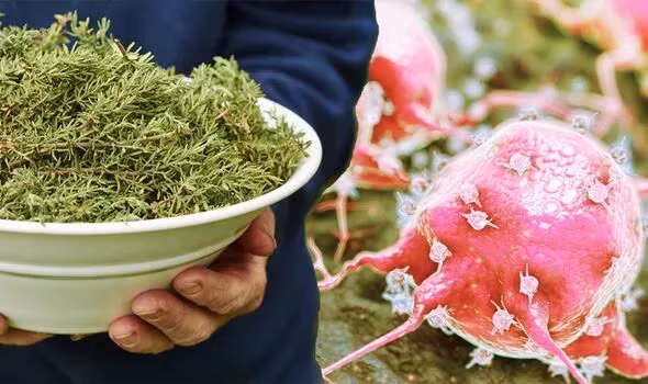 Kinh ngạc loại thảo mộc là “khắc tinh” của ung thư Kinh ngac loai thao moc la “khac tinh” cua ung thu