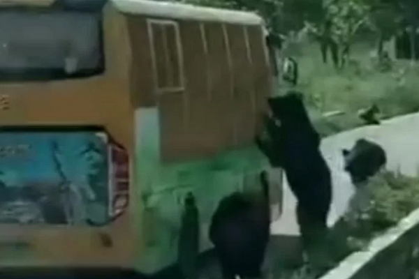 Hãi hùng gấu vồ chết nhân viên sở thú trước mặt du khách Hai hung gau vo chet nhan vien so thu truoc mat du khach