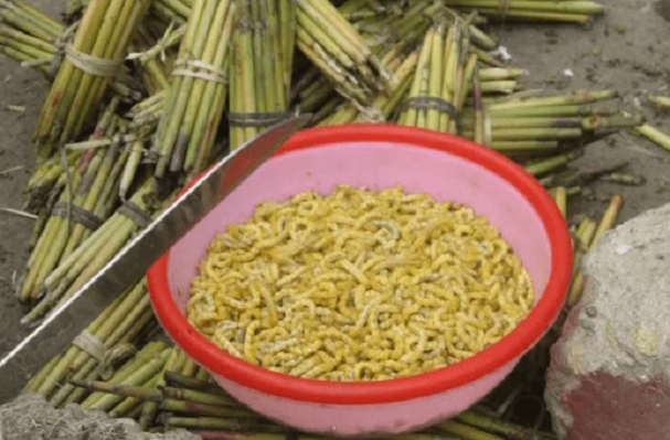 Điện Biên níu chân du khách với những đặc sản “ngon quên lối về” - Hình 7 Dien Bien niu chan du khach voi nhung dac san “ngon quen loi ve”-Hinh-7