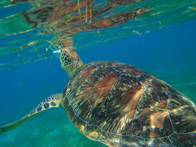 Những sự thật về quốc đảo Maldives - Hình 9 Nhung su that ve quoc dao Maldives-Hinh-9