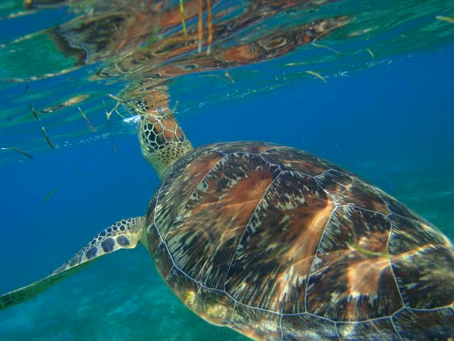 Nhung su that ve quoc dao Maldives-Hinh-9