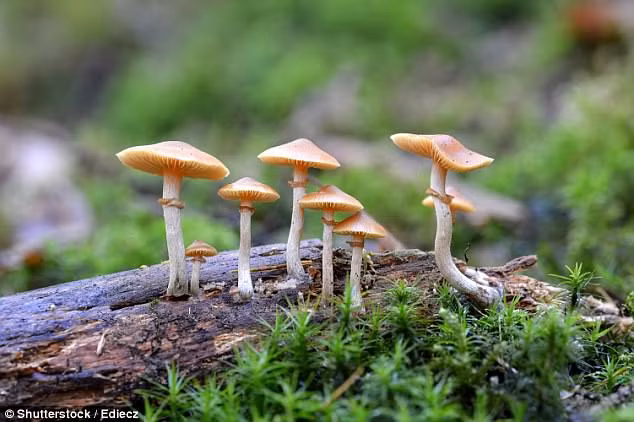 Vi sao thanh nien 27 tuoi tu vong sau khi an nam ma thuat?-Hinh-2