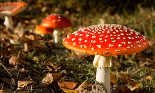 Vi sao thanh nien 27 tuoi tu vong sau khi an nam ma thuat?-Hinh-4