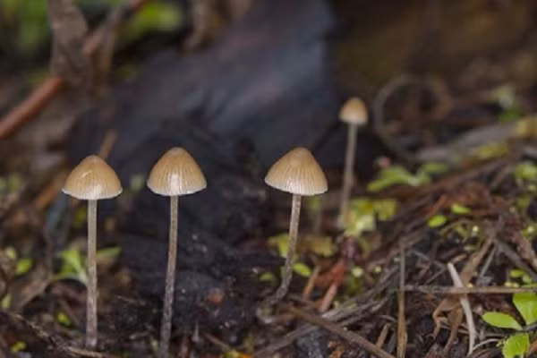 Vi sao thanh nien 27 tuoi tu vong sau khi an nam ma thuat?-Hinh-6