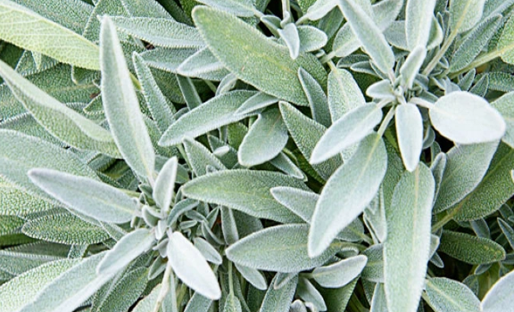 10 thực phẩm giúp tăng cường trí não cho sĩ tử mùa thi - Hình 11 10 thuc pham giup tang cuong tri nao cho si tu mua thi-Hinh-11