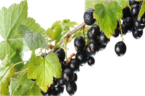 10 thực phẩm giúp tăng cường trí não cho sĩ tử mùa thi - Hình 7 10 thuc pham giup tang cuong tri nao cho si tu mua thi-Hinh-7