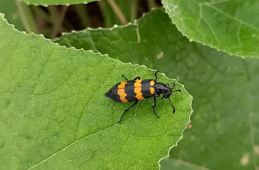 Vụ cá chép muối ủ chua: Loạt món lạ gây ngộ độc thực phẩm - Hình 15 Vu ca chep muoi u chua: Loat mon la gay ngo doc thuc pham-Hinh-15