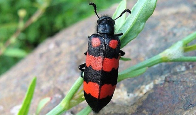 Vụ cá chép muối ủ chua: Loạt món lạ gây ngộ độc thực phẩm - Hình 13 Vu ca chep muoi u chua: Loat mon la gay ngo doc thuc pham-Hinh-13