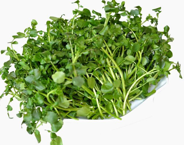 Tác dụng kinh ngạc của Cải xoong, có thể chống ung thư - Hình 9 Tac dung kinh ngac cua Cai xoong, co the chong ung thu-Hinh-9