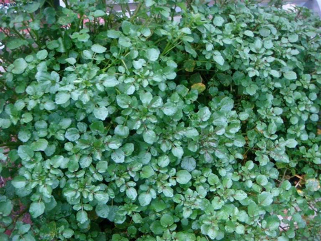 Tác dụng kinh ngạc của Cải xoong, có thể chống ung thư - Hình 10 Tac dung kinh ngac cua Cai xoong, co the chong ung thu-Hinh-10