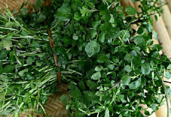 Tác dụng kinh ngạc của Cải xoong, có thể chống ung thư - Hình 5 Tac dung kinh ngac cua Cai xoong, co the chong ung thu-Hinh-5