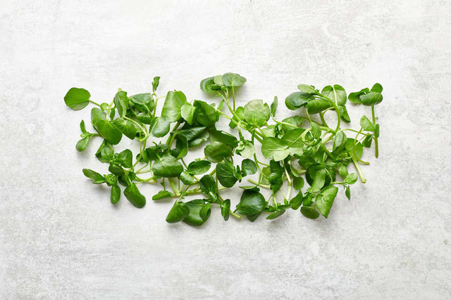 Tác dụng kinh ngạc của Cải xoong, có thể chống ung thư - Hình 2 Tac dung kinh ngac cua Cai xoong, co the chong ung thu-Hinh-2