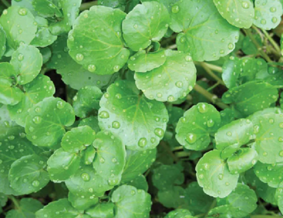 Tác dụng kinh ngạc của Cải xoong, có thể chống ung thư Tac dung kinh ngac cua Cai xoong, co the chong ung thu