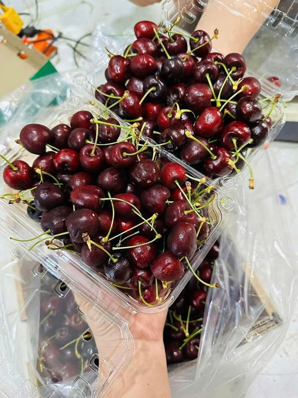 Đằng sau trào lưu Cherry giá vừa rẻ…. lại 'bao giòn ngọt' - Hình 2 Dang sau trao luu Cherry gia vua re…. lai 'bao gion ngot'-Hinh-2