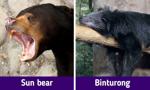 Những bất ngờ về đất nước Malaysia có thể khiến bạn ngỡ ngàng - Hình 8 Nhung bat ngo ve dat nuoc Malaysia co the khien ban ngo ngang-Hinh-8