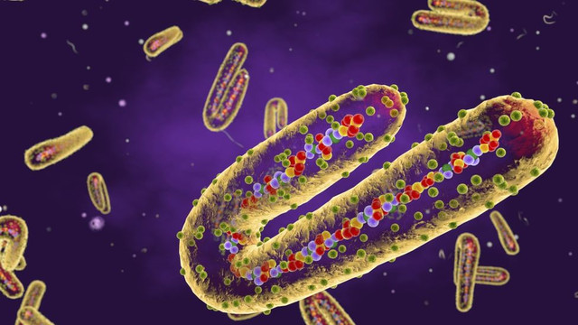 Biết gì về nguồn gốc virus sốt xuất huyết Marburg gây tử vong tới 90%? Biet gi ve nguon goc virus sot xuat huyet Marburg gay tu vong toi 90%?