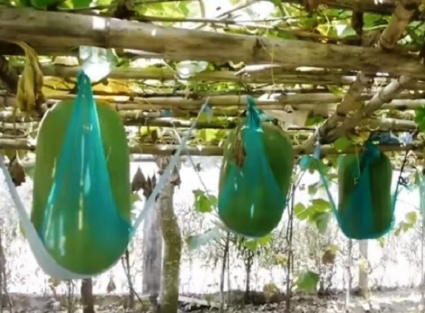 Cận cảnh những quả bí độc, lạ ở Việt Nam - Hình 3 Can canh nhung qua bi doc, la o Viet Nam-Hinh-3