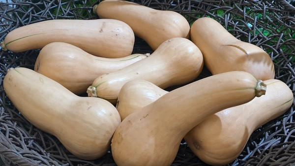 Cận cảnh những quả bí độc, lạ ở Việt Nam - Hình 2 Can canh nhung qua bi doc, la o Viet Nam-Hinh-2