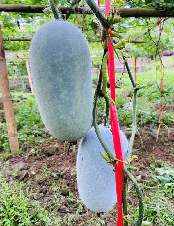 Cận cảnh những quả bí độc, lạ ở Việt Nam - Hình 4 Can canh nhung qua bi doc, la o Viet Nam-Hinh-4