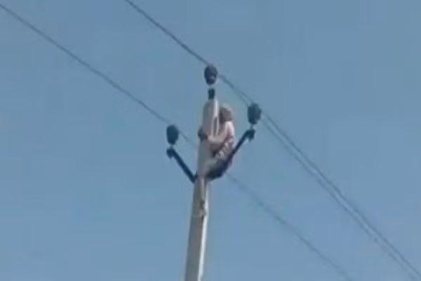 Cu ong treo cot dien doa tu tu vi con chau phan doi tai hon