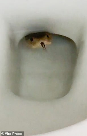 Giật mình phát hiện rắn hổ mang chui lên từ bồn cầu Giat minh phat hien ran ho mang chui len tu bon cau