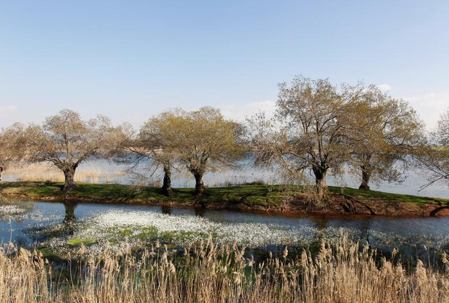 Ngắm sắc hoa mùa xuân rực rỡ khắp thế giới - Hình 11 Ngam sac hoa mua xuan ruc ro khap the gioi-Hinh-11