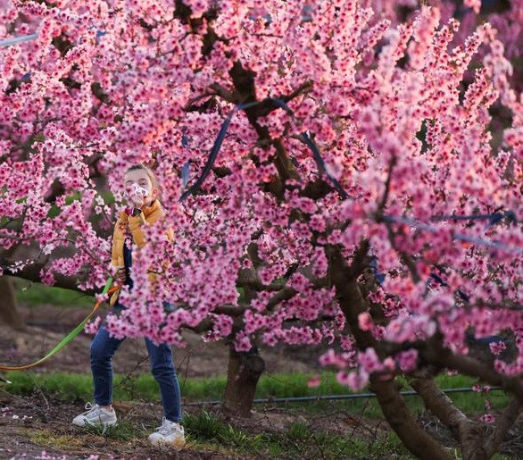 Ngắm sắc hoa mùa xuân rực rỡ khắp thế giới - Hình 10 Ngam sac hoa mua xuan ruc ro khap the gioi-Hinh-10